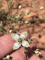 Frasera albomarginata