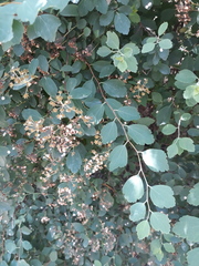 Spiraea hypericifolia