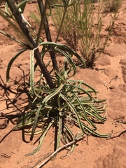 Frasera albomarginata