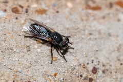 Atomosia melanopogon