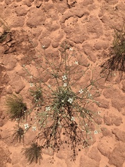 Frasera albomarginata