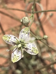 Frasera albomarginata