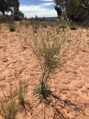 Frasera albomarginata