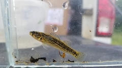 Goldstripe Darter photo 4