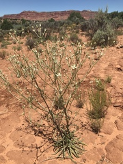 Frasera albomarginata