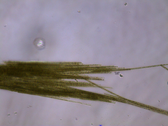 Aphanizomenon flosaquae