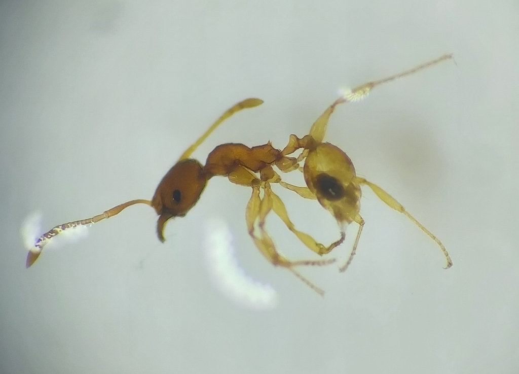 Pheidole rabo