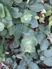 Lonicera caprifolium