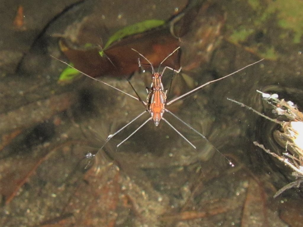 Tenagogonus australiensis