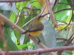 Cinnyris jugularis frenatus