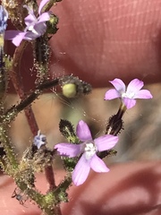 Gilia sinuata
