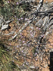 Gilia sinuata