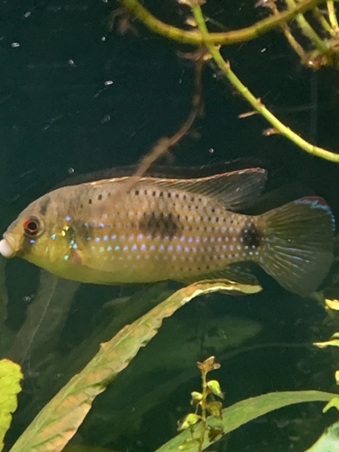 African butterfly cichlid (Anomalochromis thomasi) — Cichlidae — 5