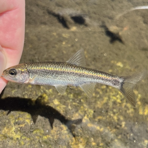 Iberian roach (Squalius alburnoides) — Cyprinidae