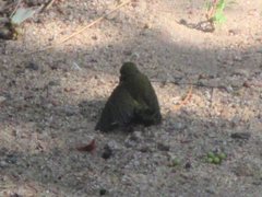 Cinnyris jugularis frenatus