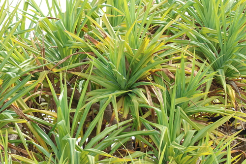 Pandanus tectorius observed 2024-09-17