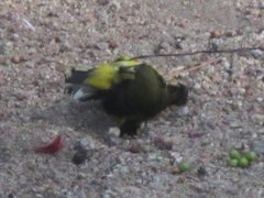 Cinnyris jugularis frenatus