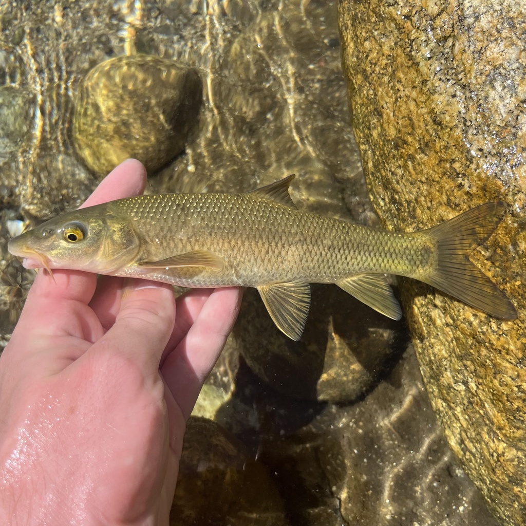 Iberian Barbel