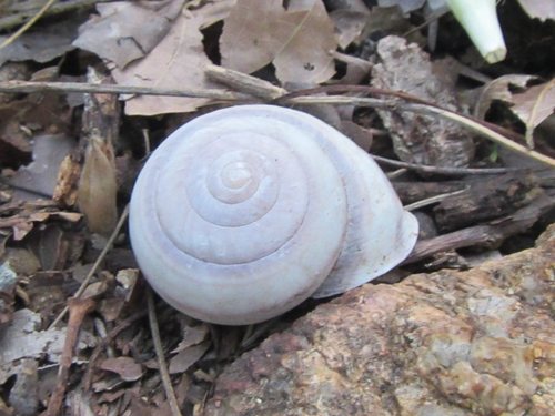 Lamprellia zebina observed 2017-04-25