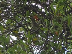 Lichmera indistincta ocularis