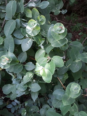 Lonicera caprifolium