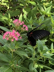 Papilio memnon