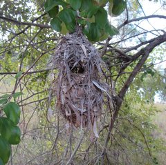 Cinnyris jugularis frenatus