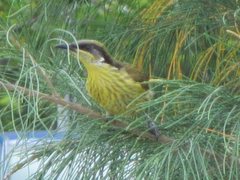 Gavicalis versicolor versicolor