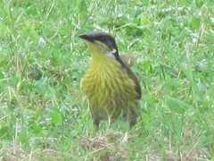 Gavicalis versicolor versicolor