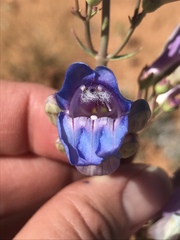 Penstemon comarrhenus