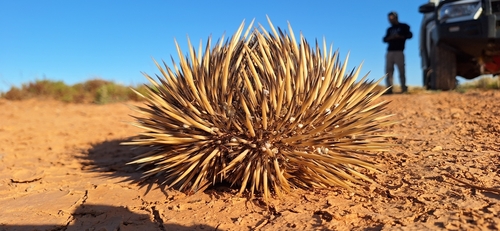 Western Short-beaked Echidna