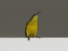 Cinnyris jugularis frenatus