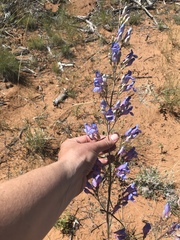 Penstemon comarrhenus