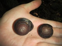 Steorra rawnesleyi