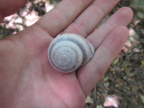 Lamprellia zebina observed 2017-02-13