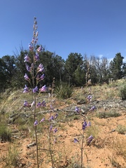 Penstemon comarrhenus