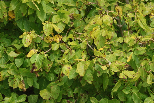 Image of Pisonia grandis by (c) Greg Tasney, some rights reserved (CC BY-SA)