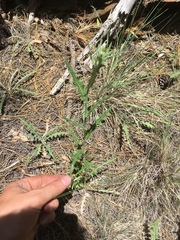 Cirsium arizonicum