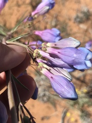 Penstemon comarrhenus