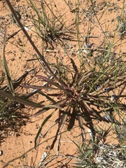Penstemon comarrhenus