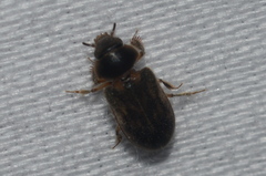 Heterocerus fenestratus