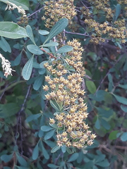 Spiraea hypericifolia