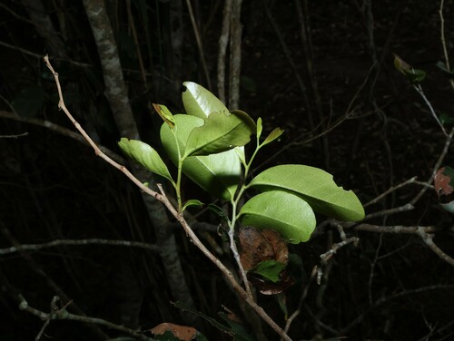 Image of Diospyros geminata by (c) Greg Tasney, some rights reserved (CC BY-SA)