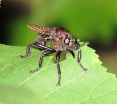 Laphria lata
