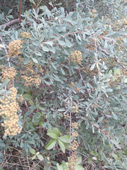 Spiraea hypericifolia