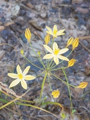 Triteleia ixioides scabra