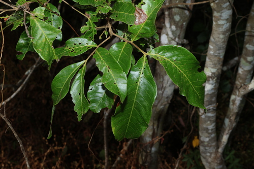 Image of Alectryon connatus by (c) Greg Tasney, some rights reserved (CC BY-SA)