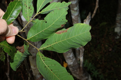 Image of Alectryon connatus by (c) Greg Tasney, some rights reserved (CC BY-SA)