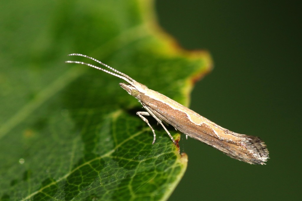 Diamondback Moth Plutella xylostella iNaturalist United Kingdom
