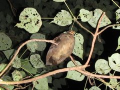 Megapodius reinwardt castanonotus